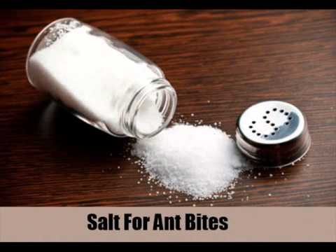13 Home Remedies For Ant Bites 13 Home Remedies For Ant Bites