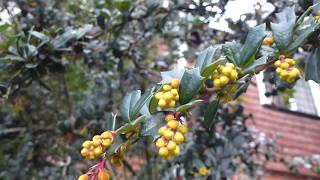 Darwin's Barberry - Berberis darwinii - Blábroddur - Mítursætt - Broddaætt