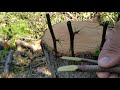 grafting an old pear tree. прививка взрослой груши