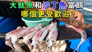 一排大魷魚和沙丁魚分別當誘餌，扔到海裏哪個更受歡迎？過程太精彩