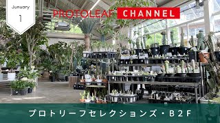 【店内紹介】プロトリーフセレクションズ　B2F売り場　【１月】