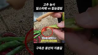 고추 농사 시 일소피해와 칼슘결핍을 한번에 알아보는 방법