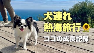 今夏最後の犬連れ熱海旅行🏖🌻☀️