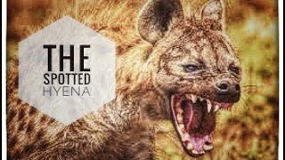 10 Shocking hyena facts!!!