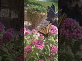 Eastern Tiger Swallowtail butterfly #garden #gardening #nevada