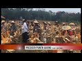 antaranews presiden joko widodo panen jagung di tuban jawa timur