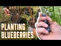 Planting Blueberries