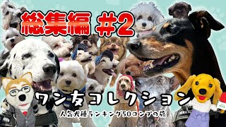 【ワンコレ総集編②】秋山とキャサリンのワン友コレクション【京都府 京都市・宮津市、兵庫県 丹波篠山市編】