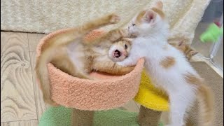 生後6週　にゃんプロで大盛り上がり！【花男兄妹#9】Kitten cat-wrestling here and there