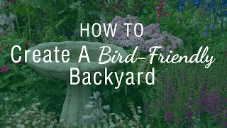 How to Create A Bird Friendly Backyard