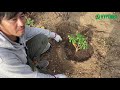 🌹003 バラの育て方 大苗の地植え