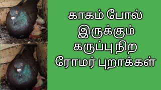 #காகம் போல் இருக்கும் வீட்டு புறாக்கள்#புறா #புறா_வளர்ப்பு #pigeon #pigeons