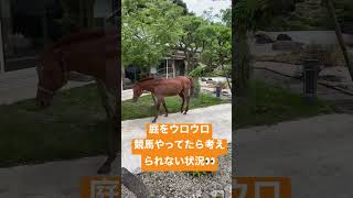 引退馬を個人宅で飼ってみた・癒し動画