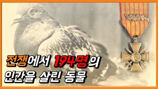 자신을 희생하여 200명을 살린 작은 영웅