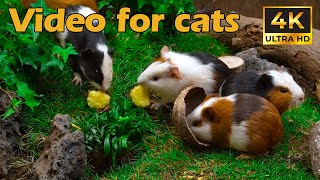 Global Fun for Cats 😼 Guinea Pigs Enjoying Snacks in a Green Paradise 🐹🌿