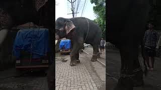 ആമ്പാടി  ബാലനാരായണൻ  #shortvideo # #aanakathakal # #aanaperuma # #indianelephant # kerala 🐘❤️🥰😍