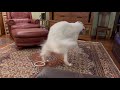 borzoi spinning