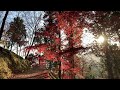 【兵庫】静寂と紅葉を求めて最上山公園もみじ山に行ってきた日