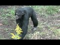 evening commotion by max and gin 夕方のひとさわぎ！マックスとジン　chimpanzee tama zoological park