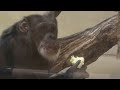 evening commotion by max and gin 夕方のひとさわぎ！マックスとジン　chimpanzee tama zoological park