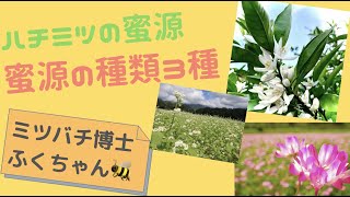 【蜂蜜の材料はどこから？】ハチミツの蜜源の種類①〜3種類の蜜源〜