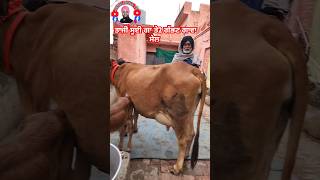 86998,11496, ਗਾਵਾ ਵਿਕਾਊ ਜਿਲਾ ਬਰਨਾਲਾ #cow #🙏👌👈💯🐄👌🙏🙏🙏