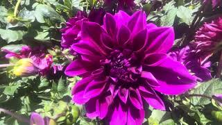 Beautiful Dahlias at Home Depot