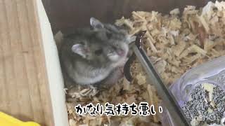 【ハムスター】🐹ジャンガリアンに初めて生きたミルワームをやってみた！