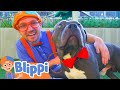 Download Blippi Visits an Animal Shelter | Learn Animals for Children and The Pet Song In Mp4 3Gp Full HD Video