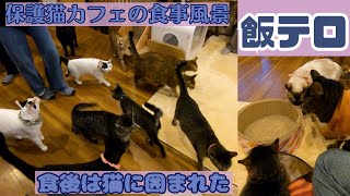 【飯テロ】保護猫カフェの食事風景　隣のご飯は美味しく見える＆食後は猫に囲まれる（保護猫カフェ森のねこ舎）淡路　Meal scene at rescue cat cafe