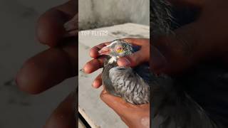 புறா கண்நோய் treatment👀 / easy to cure👍 / used in salt water and eye drop💧/ #pets #pigeons