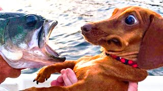 🤣 Funniest 🐶 Dogs and 😻 Cats - Awesome Funny Pet Animals Videos 😇