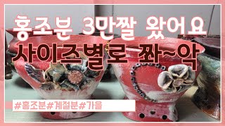 11월 14일 토끼네화분 #홍조분#시리즈입니다~5만이상 택비무료