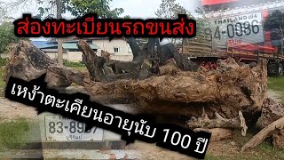 ส่องเลขทะเบียนรถขนต้นตะเคียนอายุนับ 100 ปี