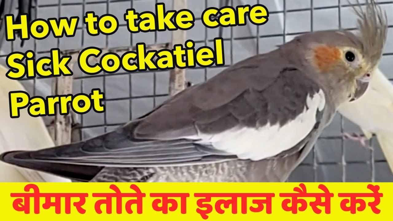 How To Take Care Of Sick Cockatiel Parrot - First Aid For Sick Parrot ...