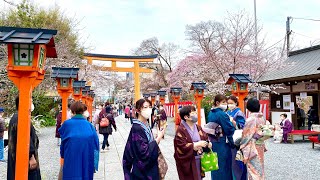 【4K Local short trip】KYOTO 京洛の桜Cherry Blossoms in Kyoto   仁和寺/御室桜/鹿苑寺（金閣寺）/平野神社/嵐山/渡月橋　など #京都 #京都観光