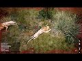 Animalia survival 1v1 Lion Fight To The Death