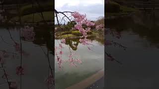 千葉公園 満開・個性豊かな桜たち