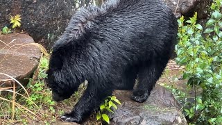 番外編 　雨の日のニホンツキノワグマ【‎2023‎年‎3‎月‎26‎日】【よこはま動物園ズーラシア】