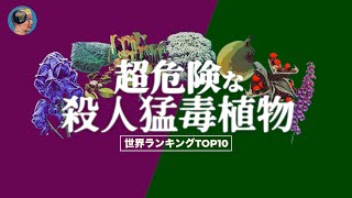 超危険な「殺人猛毒植物」世界ランキング【TOP10】