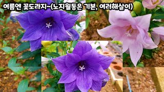 단아한 여름꽃 꽃도라지(노지월동 기본, 여러해살이풀)