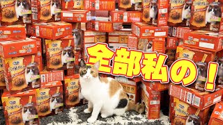 発注ミスして猫のご飯が大量に届いてしまいました…