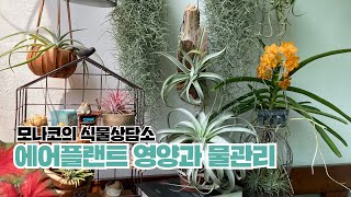 베란다정원 식물인테리어:에어플랜트, 틸란드시아 수분관리방법: 멋지게 키우는 관리요령