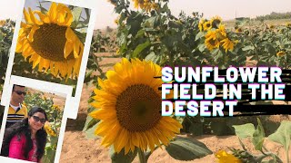 Sunflower Field In Saudi Arabia, Riyadh/ Places To Visit In Saudi Arabia/ Al Dilam District-Al Kharj