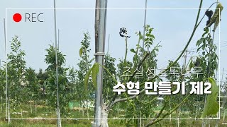 74 부- 조실성호두나무 수형 만들기 제2  (호두왕국-KOREA WALNUTS 호두나무 재배기술 강의) #한국호두산업 #호두왕국