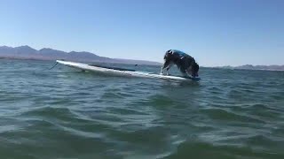 Dog floats on paddleboard