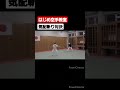 気配斬り対決！ 空手 karate 気配斬り shorts