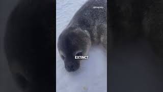 Something Bad is Happening in Antartica 😳