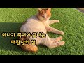 죽는날까지 대장이고싶은 대구리, 이번엔 많이 다쳤다