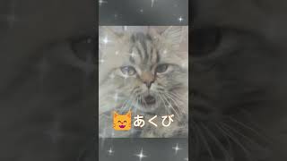 あくび猫#ペット動画 #子猫 #ミヌエット #猫のいる暮らし #キャット #cat #短足 #ペット #猫好きさんと繋がりたい #おねむ#shorts